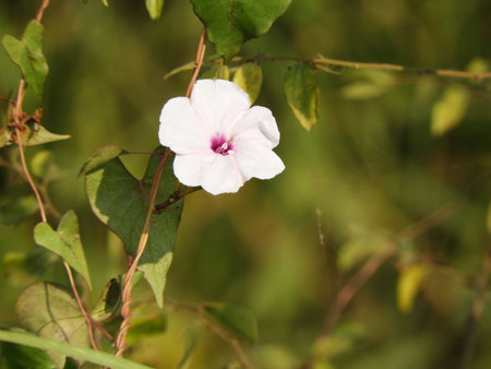 Ipomoea purpurea, common morning-glory, tall morning-glory or trumpet flowerの写真素材