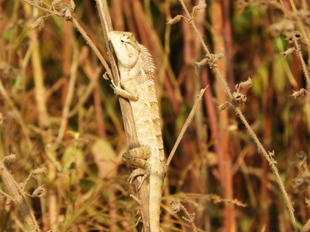 Asian lizard also called as Lacertilia, Oriental garden lizard, garden lizard, Calotes versicolorの写真素材
