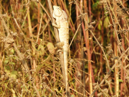 Asian lizard also called as Lacertilia, Oriental garden lizard, garden lizard, Calotes versicolorの写真素材