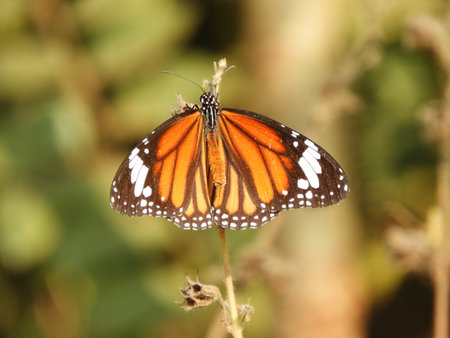 beautiful Monarch Butterfly also called as Danaus plexippus or Nymphalidae with blurred backgroundの写真素材