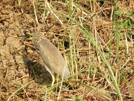 Indian pond heron non-breeding plumage with food in mouthの写真素材