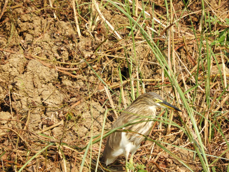 Indian pond heron non-breeding plumageの写真素材