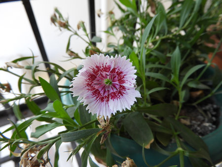 Dianthus caryophyllusの写真素材