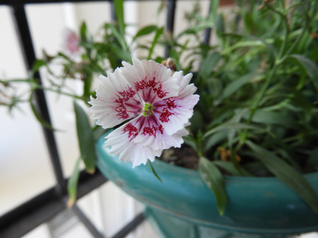 Dianthus caryophyllusの写真素材