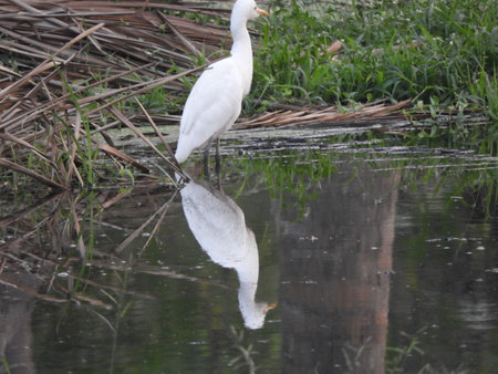 Eastern great egret in pondの写真素材