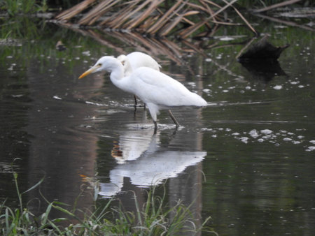 Eastern great egret in pond
