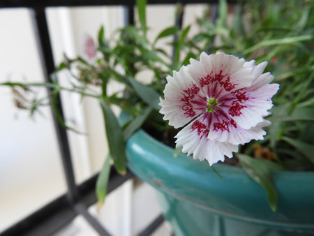 Dianthus caryophyllusの写真素材