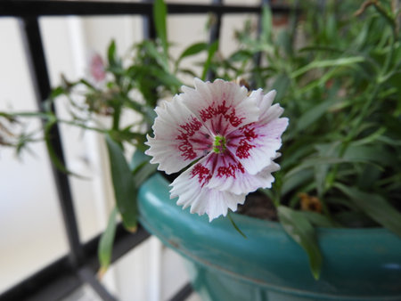 Dianthus caryophyllusの写真素材