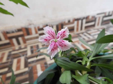Dianthus caryophyllusの写真素材