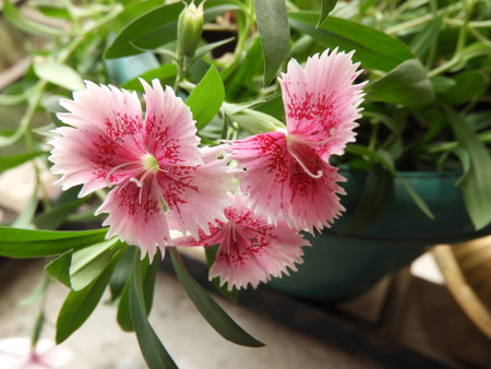 Dianthus caryophyllusの写真素材
