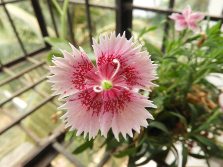 Dianthus caryophyllusの写真素材