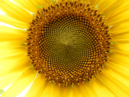 closeup of sunflower also called as Helianthus annuusの写真素材
