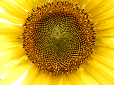 closeup of sunflower also called as Helianthus annuusの写真素材