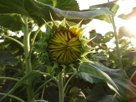 sunflower bud closeupの写真素材