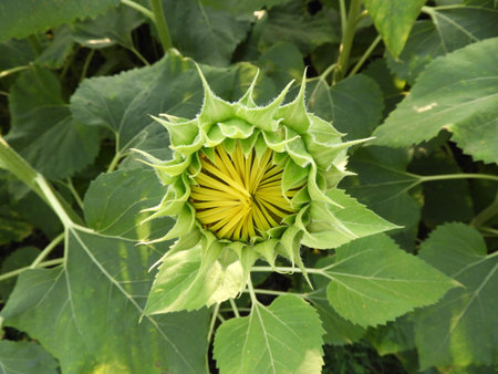 sunflower bud closeupの写真素材