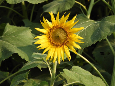 sunflower also called as Helianthus annuusの写真素材