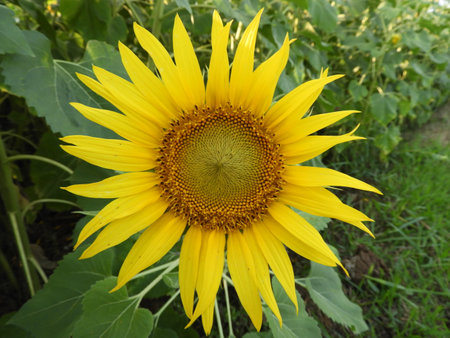 sunflower also called as Helianthus annuusの写真素材