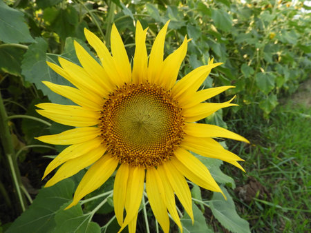 sunflower also called as Helianthus annuusの写真素材