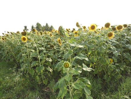 sunflower fieldの写真素材