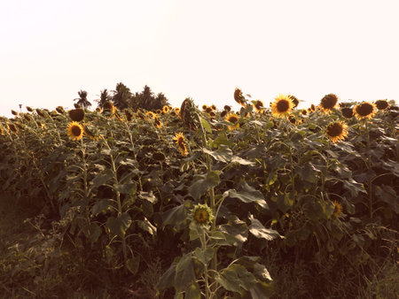 sunflower fieldの写真素材