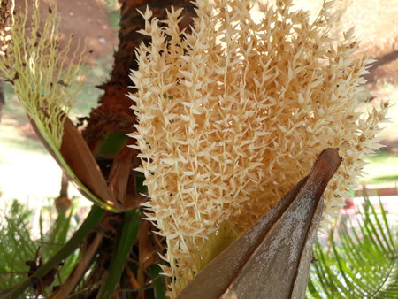 date palm tree also known as Phoenix dactylifera flowersの写真素材