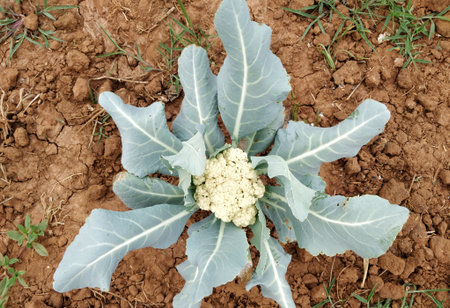 cauliflower growing in the field also called as cole comes under family of Brassicaceaeの写真素材