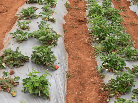 strawberry farm in a foggy morning, Strawberry also called as Fragaria ananassa, garden strawberryの写真素材