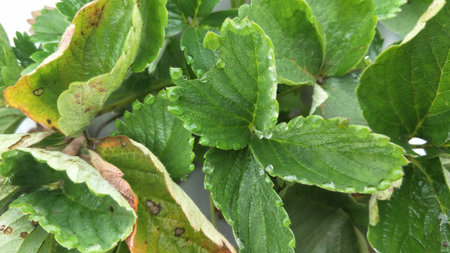 strawberry leaves closeup, Strawberry also called as Fragaria ananassa, garden strawberryの写真素材