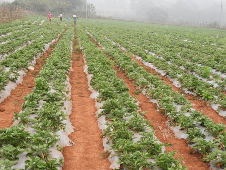 strawberry farm in a foggy morning, Strawberry also called as Fragaria ananassa, garden strawberryの写真素材