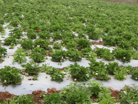 strawberry farm in a foggy morning, Strawberry also called as Fragaria ananassa, garden strawberryの写真素材