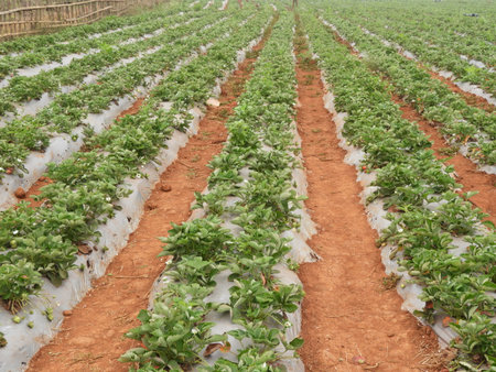 strawberry farm in a foggy morning, Strawberry also called as Fragaria ananassa, garden strawberryの写真素材