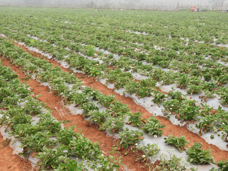 strawberry farm in a foggy morning, Strawberry also called as Fragaria ananassa, garden strawberryの写真素材