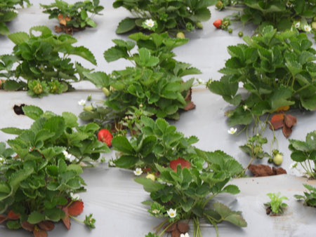 strawberry farm in a foggy morning, Strawberry also called as Fragaria ananassa, garden strawberryの写真素材