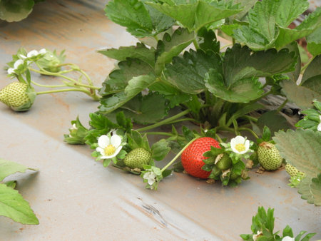 Strawberry also called as Fragaria ananassa, garden strawberryの写真素材