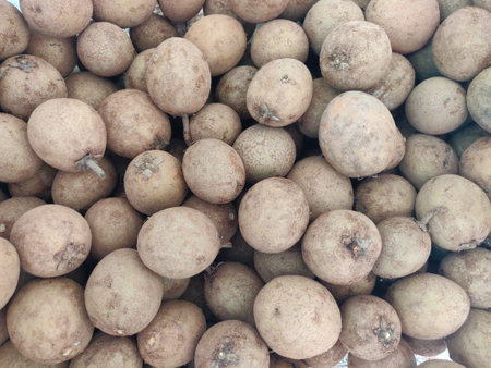 sapota also called as chikku, chiku, chikoo, sapote, pouteria sapota, shovel sapotaの写真素材