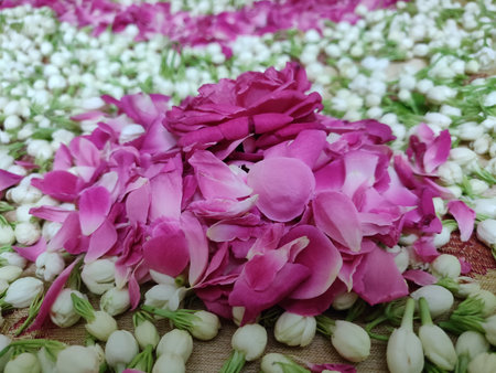 rose flower, petals and jasmine closeup