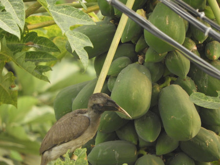 Indian grey hornbill on papaya tree also called as Ocyceros birostrisの写真素材