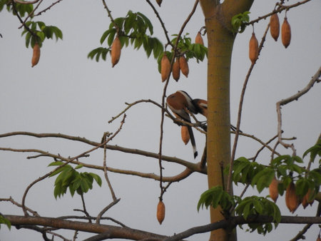 rufous treepie or Dendrocitta vagabunda on silk cotton treeの写真素材