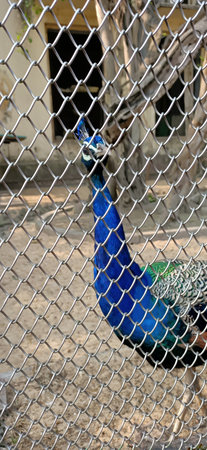 beautiful peacock from the fence in kolkata, Indiaの写真素材