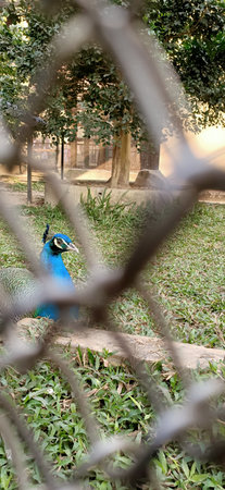 beautiful peacock from the fence in kolkata, Indiaの写真素材