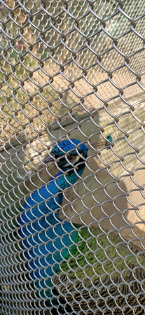 peacocks from the fence in kolkata, Indiaの写真素材
