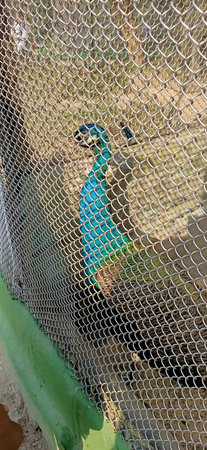 beautiful peacock from the fence in kolkata, Indiaの写真素材