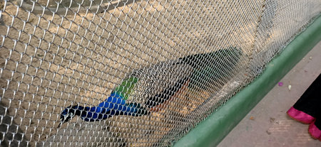 beautiful peacock from the fence in kolkata, Indiaの写真素材