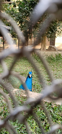 beautiful peacock from the fence in kolkata, Indiaの写真素材