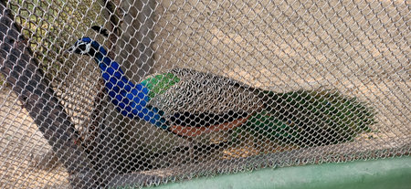 beautiful peacock from the fence in kolkata, Indiaの写真素材