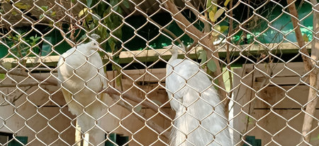 white peacocks from the fence in kolkata, Indiaの写真素材