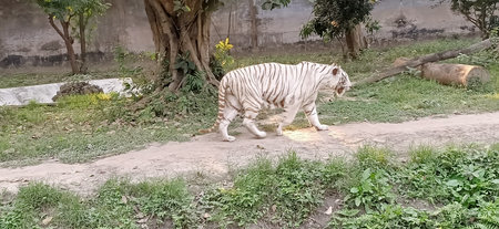 white tiger or bleached tiger is a pigmentation variant of the Bengal tiger in west bengalの写真素材