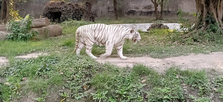 white tiger or bleached tiger is a pigmentation variant of the Bengal tiger in west bengalの写真素材