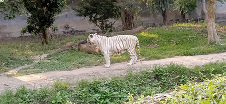 white tiger or bleached tiger is a pigmentation variant of the Bengal tiger in west bengalの写真素材