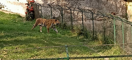 tiger in the cage in west bengal, Indiaの写真素材